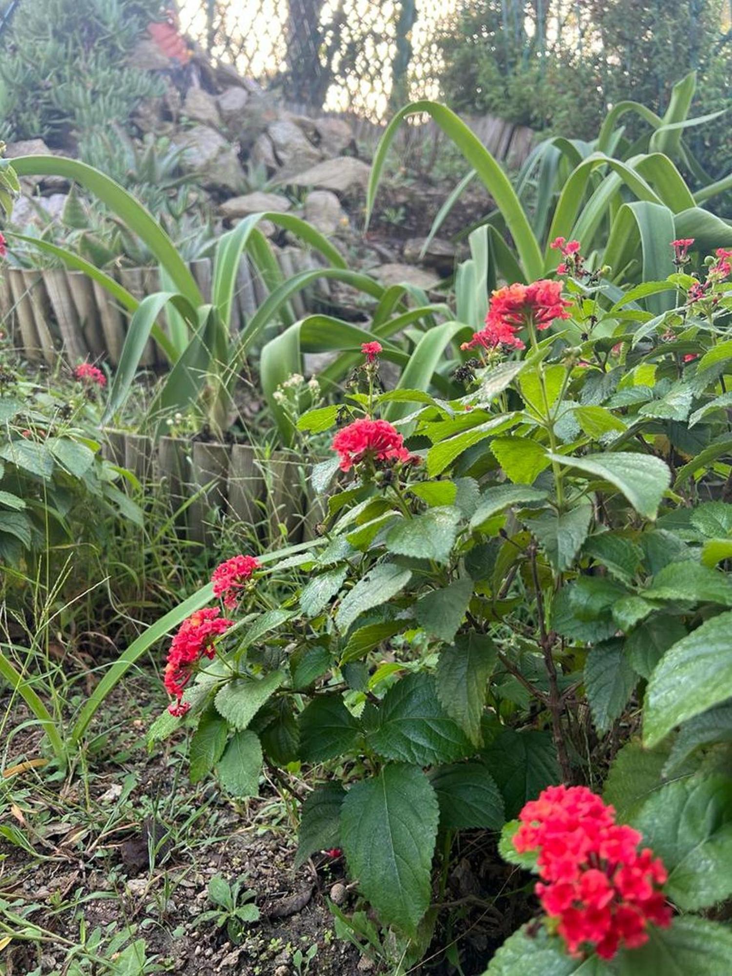 Villa Platanias 圣帕拉斯凯维 外观 照片